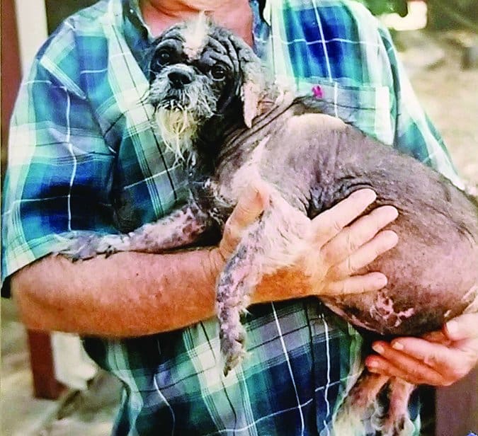 Person holding a small, hairless dog.
