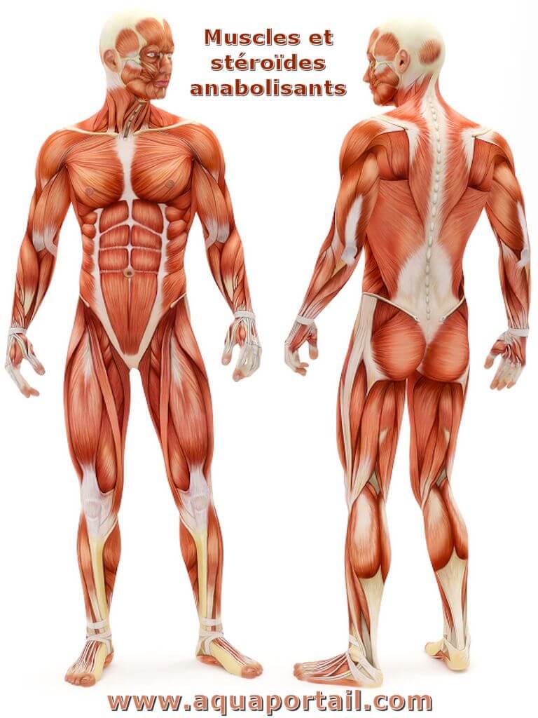 Muscular anatomy diagram, front and back view.